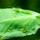 Lisne uši na grašku: kako se riješiti, kako obraditi, narodni lijekovi, posljedice, fotografija
